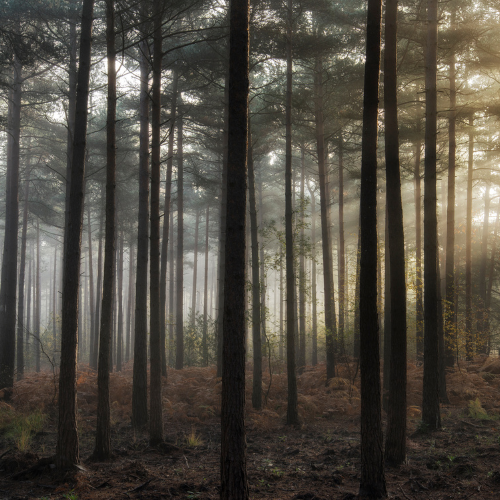 The Nature-Lovers Chronicles